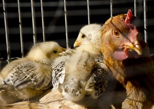 What Chickens Can Teach You about Marriage
