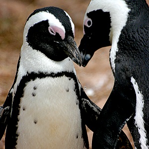 Penguin Proposals (Marriage Proposal)