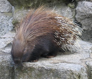 Connecting with a Porcupine (How to Connect When Your Sweetie is Touchy or Stressed)