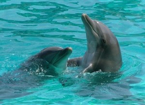 Dolphins in Love (Marriage Proposal)