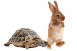 Am I Marrying a Tortoise or a Hare?