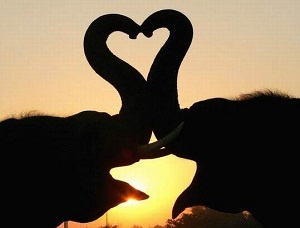 Elephants and Love (Marriage Proposal)
