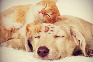 Planning for Pets in Your Future Marriage