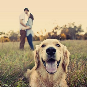 Wag Therapy! Can Pets Enhance a Couple's Connection? (Pet Week, Part 2)